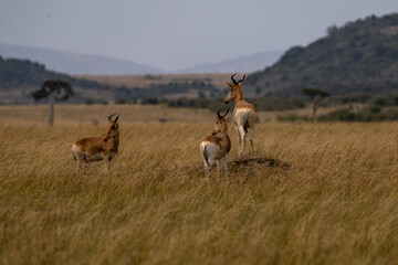 Antelopes