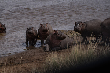 Hippos
