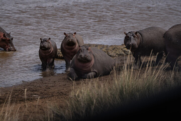 Hippos