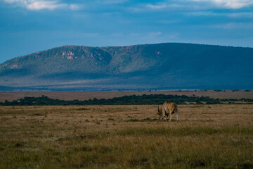 Eland