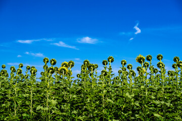 夏を待つひまわりたち