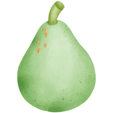 Single green pomelo fruit illustration