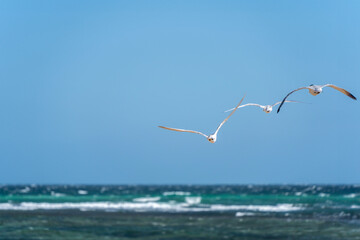 Seagulls in flight over the sea.