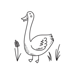 Hand drawn farm bird goose. Doodle sketch style. Drawing line simple goose icon. Isolated vector illustration.