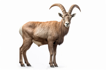 Alpine Ibex isolated on a white background. Animal right side view portrait.