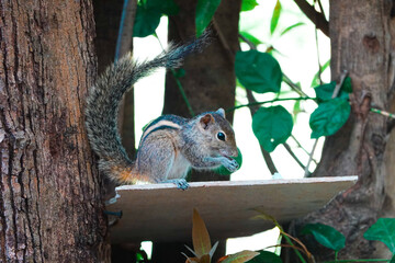 squirrel sitting on a tree