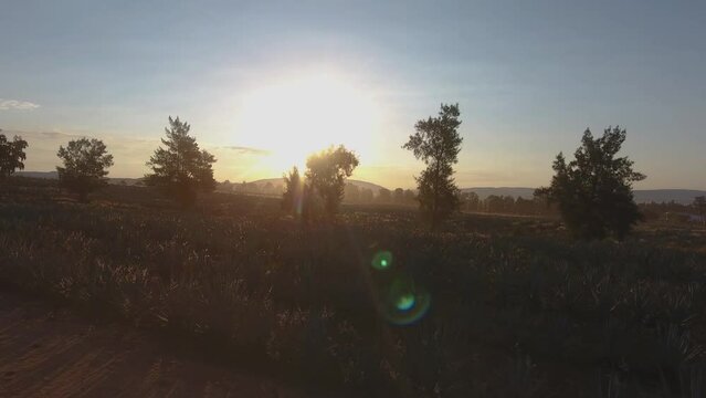 Aerial View of Agave Fields