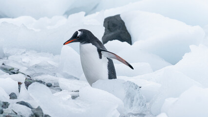 Gentoo penguins pygoscelis papua, petermann island, antarctica, polar regions