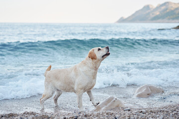 the dog is standing by the sea. Fawn labrador retriever in nature. Traveling and vacationing with a pet