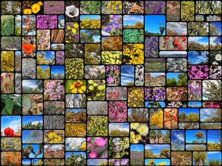 A collage admiring Southern California native plants residing uncultivated among their dwindling...