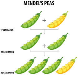 Gregor Mendel's Pea Plant Experiment: A Cartoon Illustration