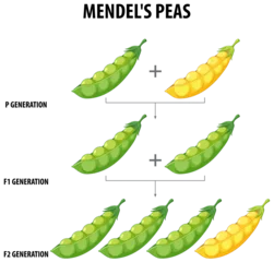 Door stickers Kids Gregor Mendel's Pea Plant Experiment: A Cartoon Illustration