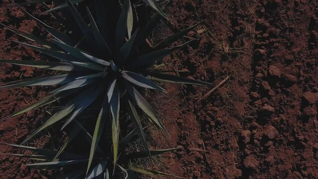 Aerial View of Agave Fields