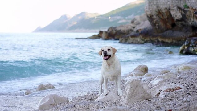 the dog is standing by the sea. Fawn labrador retriever in nature. Traveling and vacationing with a pet