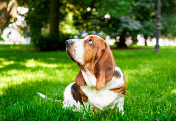 Naklejka na ściany i meble A basset hound dog is sitting on the grass. The dog turned its head to the side and looks up at the park. The dog has sad eyes. The photo is blurred