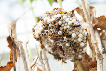 巣に群がるアシナガバチ
