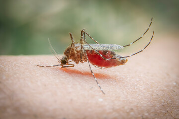 Striped mosquitoes are eating blood on human skin.