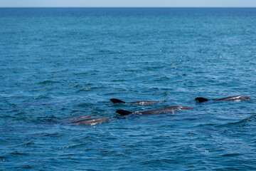 Fototapeta premium Wild dolphins in Koombana Bay. Bunbury, Western Australia.