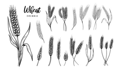 Set of Hand Drawn Wheat ears. Vector illustration