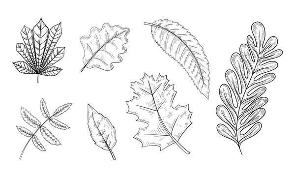 Set of oak leaves and acorns Hand drawn illustration vector