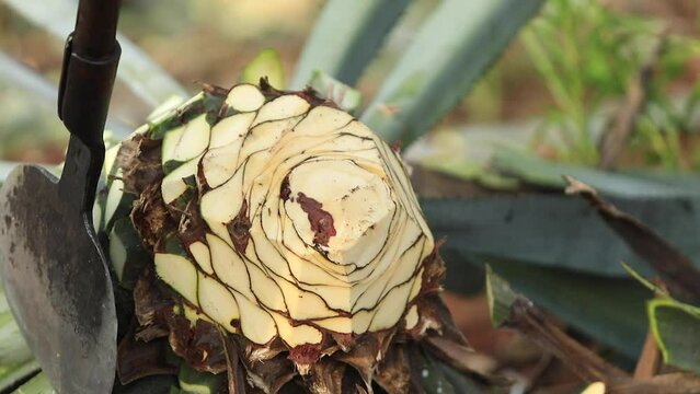 Jimador harvesting agaves.