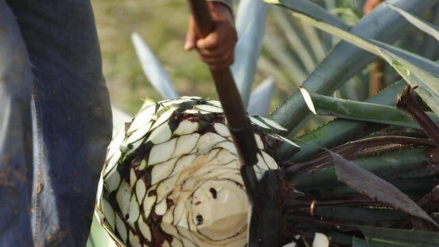 Jimador harvesting agaves.