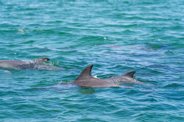 Wild dolphins in Koombana Bay. Bunbury, Western Australia.