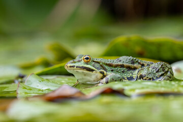 Grünfrosch (Rana esculenta)