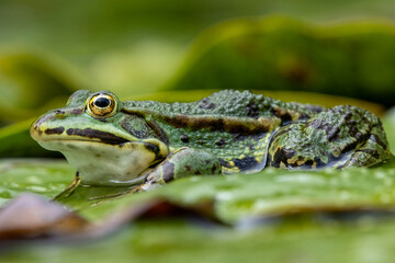 Grünfrosch (Rana esculenta)