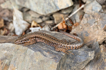 Mauereidechse (Podarcis muralis)