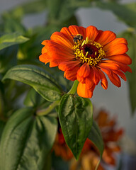 calundula and bee in the garden