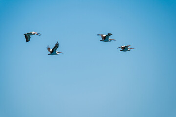 A pod of pelicans in flight. Shoalwater Islands Marine Park, Rockingham, Western Australia.