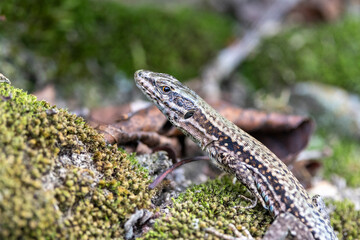 Mauereidechse (Podarcis muralis)
