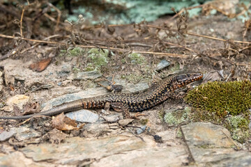 Mauereidechse (Podarcis muralis)