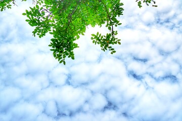 The leaves have a sky background blue cloud Environment
