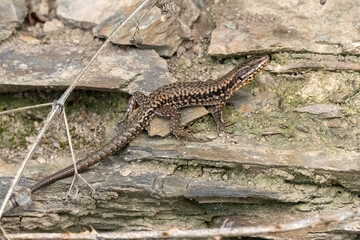 Mauereidechse (Podarcis muralis)