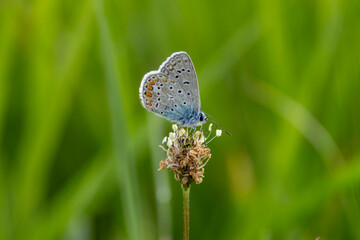 Hauhechel-Bläuling (Polyommatus icarus)