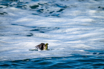 溺れるアオバト