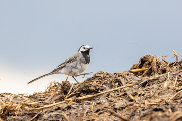 Bachstelze (Motacilla alba)