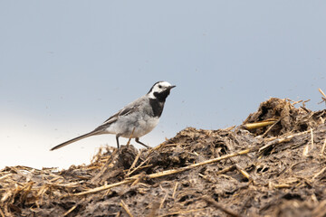 Bachstelze (Motacilla alba)