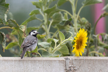 Bachstelze (Motacilla alba)
