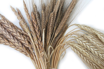 Different variety of dry Emmer or Spelt wheat isolated on white background. Triticum plant