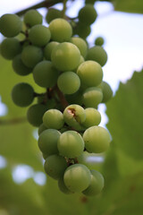 Close-up of bunch of grapes damged by storm with hailstones in the vineyard on summer