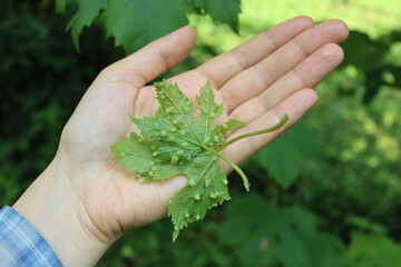 Naklejka na ściany i meble Farmer’s hand holding green vine leaf attacked by Phylloxera vastatrix disease