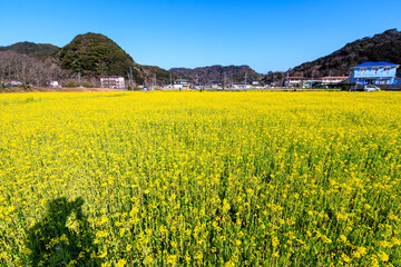 Beautiful Yellow Field of Rape Blossoms, South Cherry Blossom & Field Mustard Festival, Hinno, South Izu, Kamo-Gun, Shizuoka Pref, 
