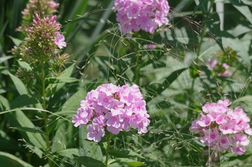 クサキョウチクトウ