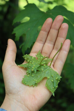 Farmer&rsquo;s hand holding green vine leaf attacked by Phylloxera vastatrix disease