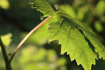 Vine green leaf against sunlight in the vineyard on summer. Vitis vinifera cultivation