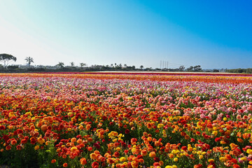 field of tulips