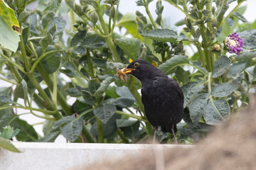 Amsel (Turdus merula)